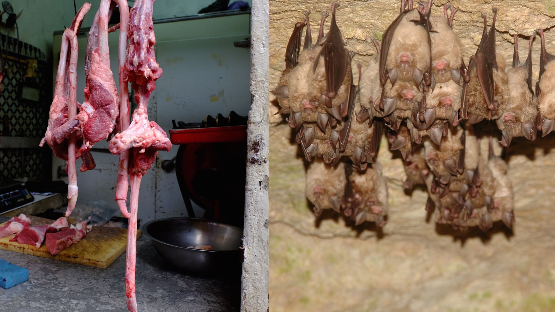 Zoonosis: Understanding How Animals Can Make Us Sick